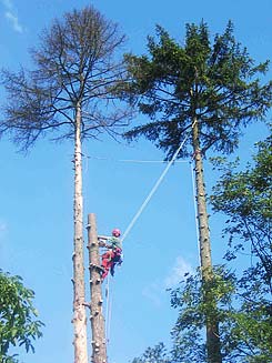 baumfaellung