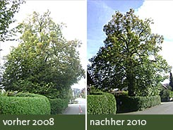 baumkrone